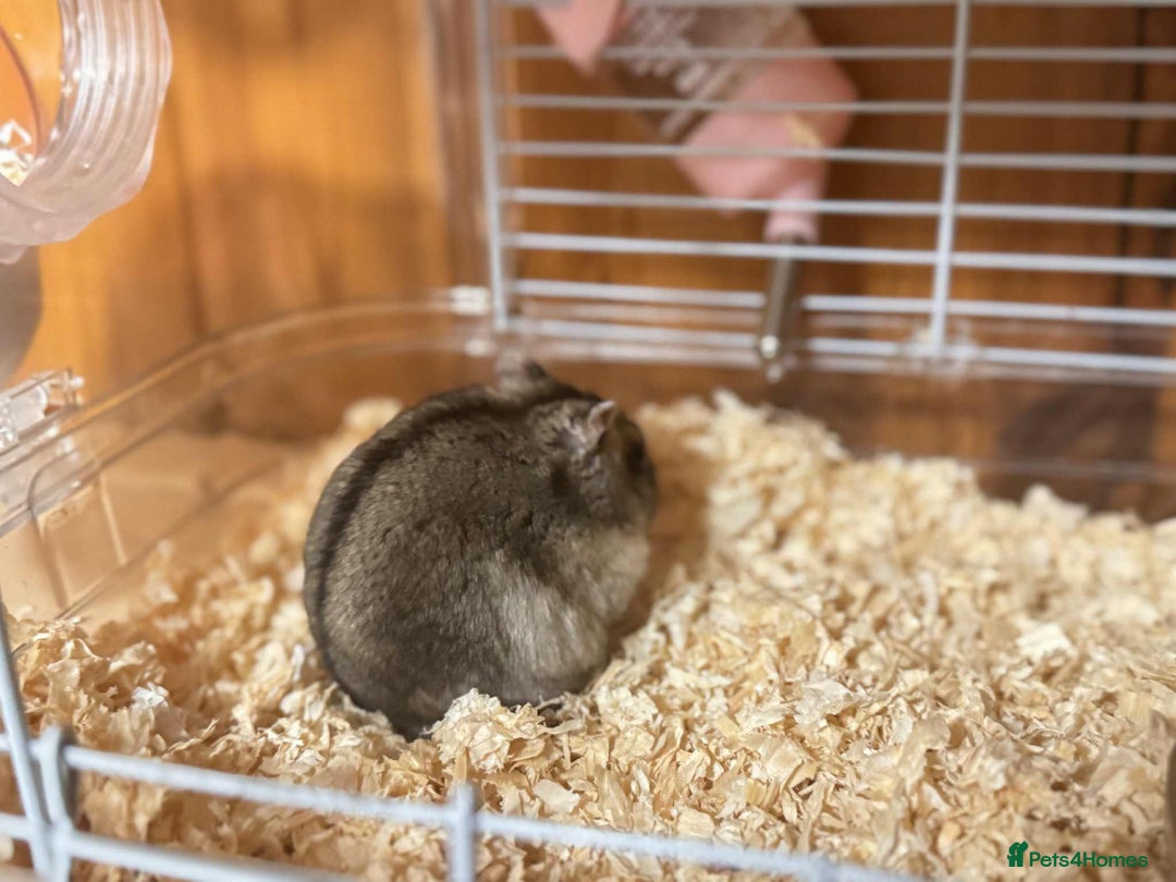 Hamster rodents for sale: Dwarf Hamster - Image 10