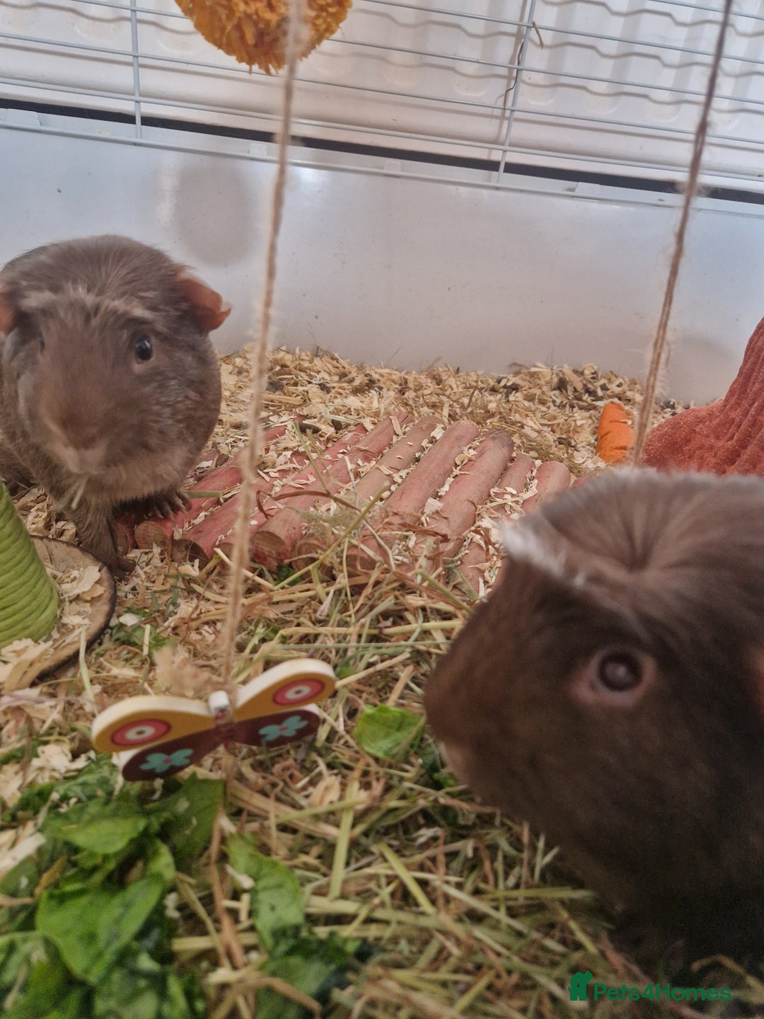 Guinea Pig rodents for sale: Guinea pig pair of calm males - Image 2