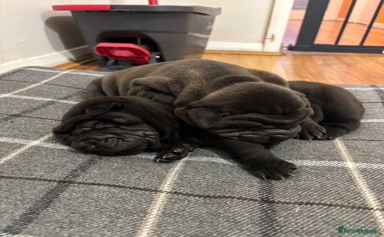 Shar Pei dogs Beautiful Shar peis - Advert 2