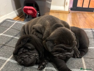 Shar Pei dogs Beautiful Shar peis - Advert 5