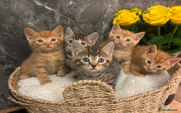 Mixed Breed cats for sale: Beautiful kittens  - Image 14