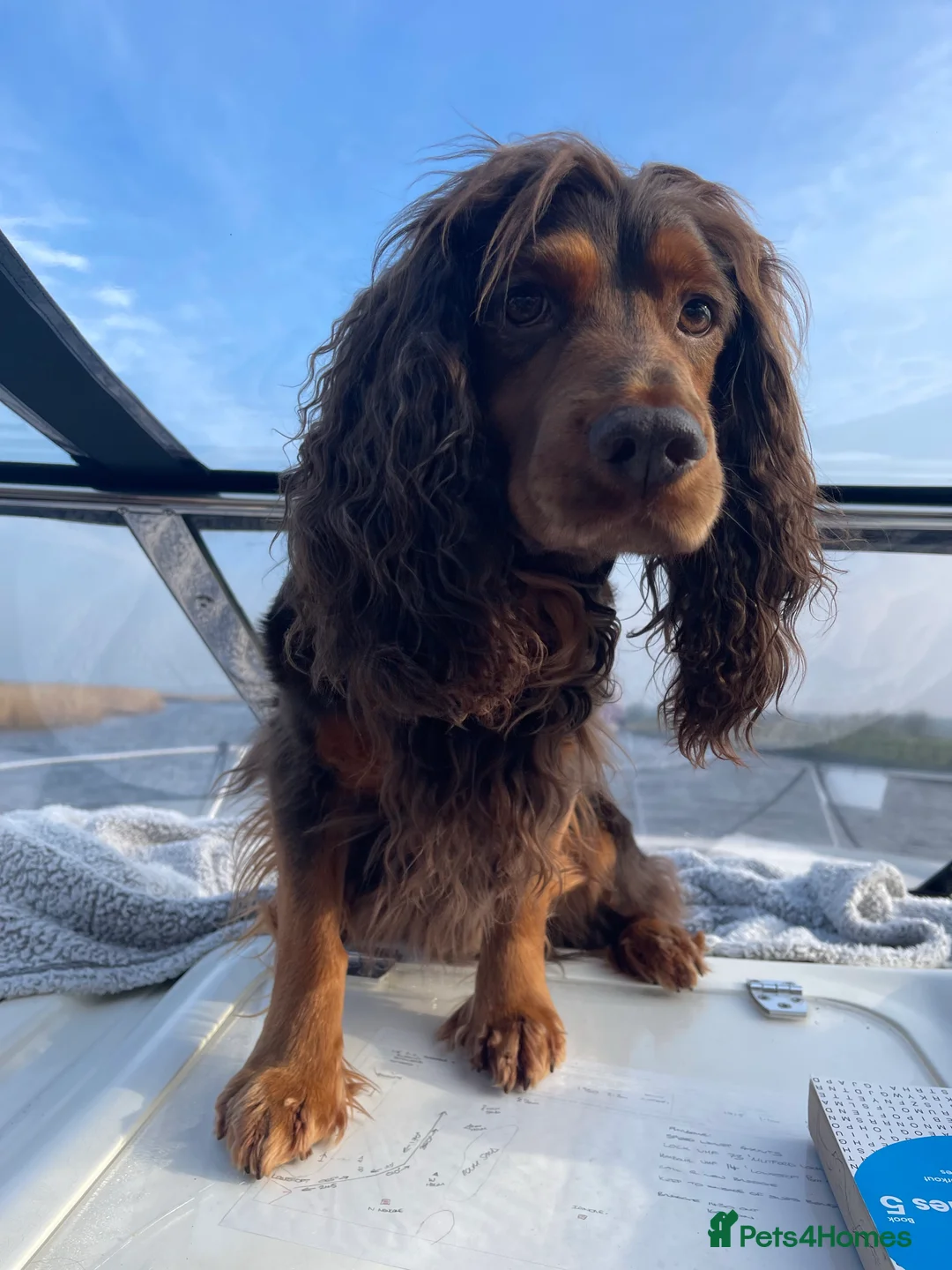 Cocker Spaniel dogs for stud: DNA TESTED CHOC AND TAN WORKING COCKER in Doncaster - Advert 10