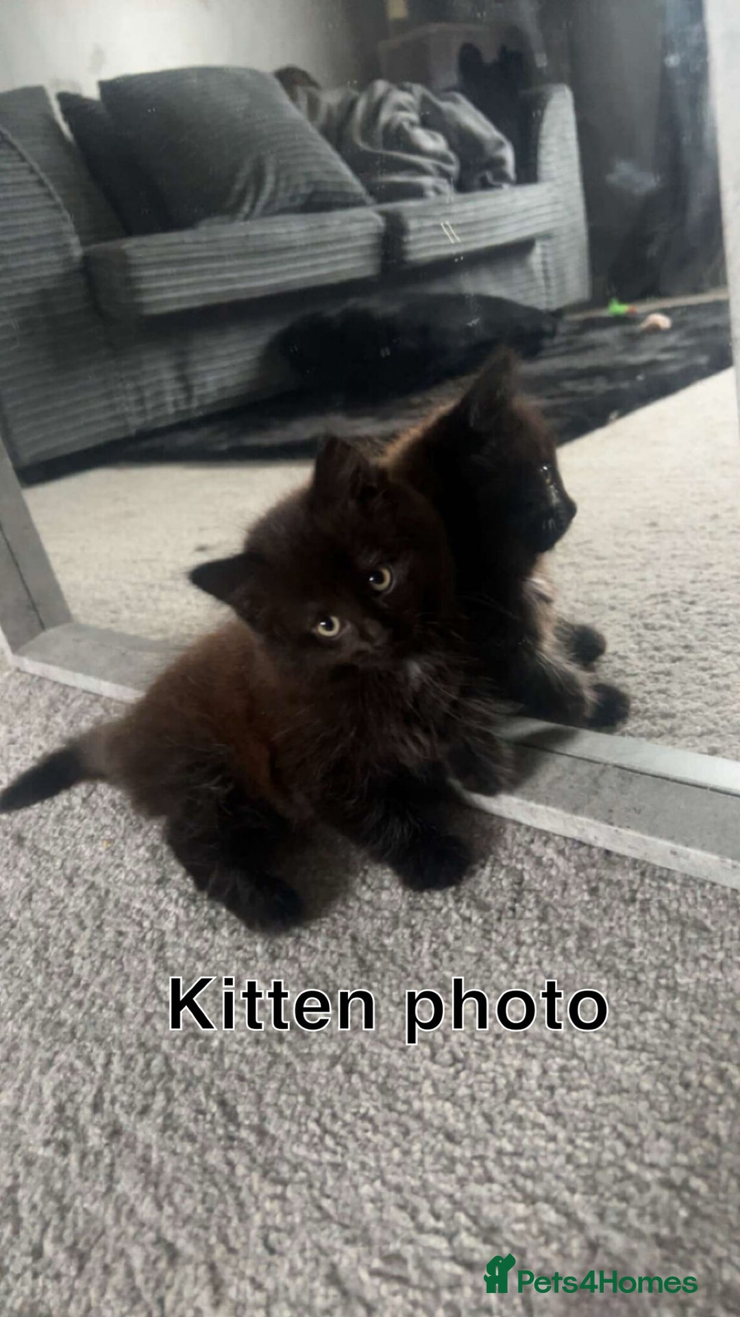 Mixed Breed cats for sale: Cat for sale  - Advert 5