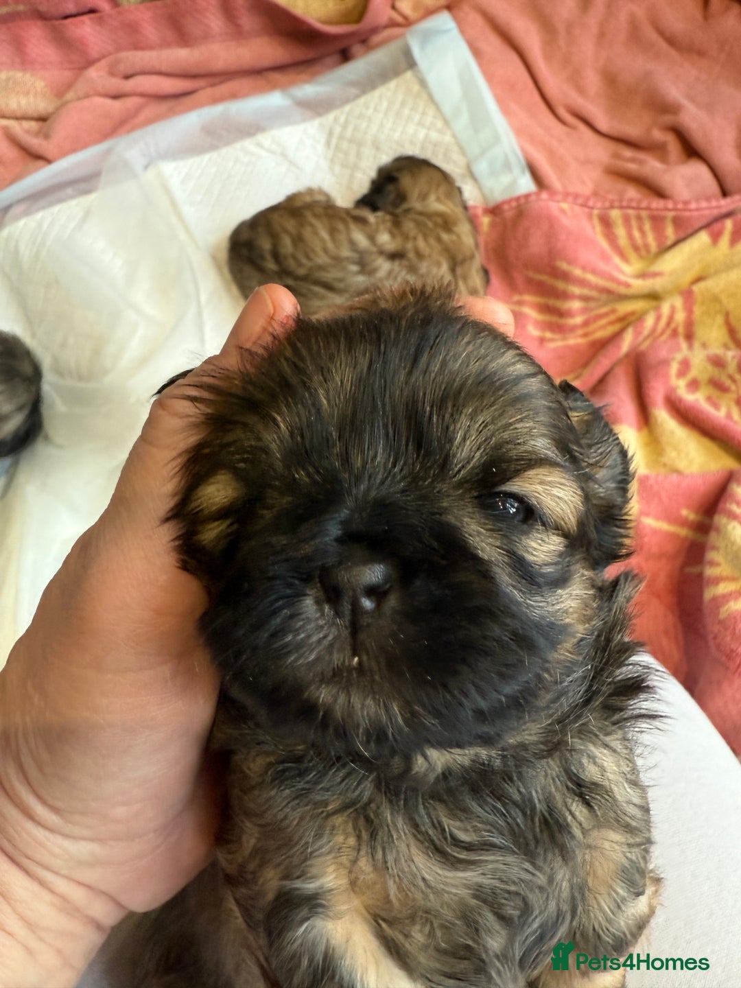 Shih Tzu dogs for sale: Shih Tzu Beauties, Imperial lines - Advert 26