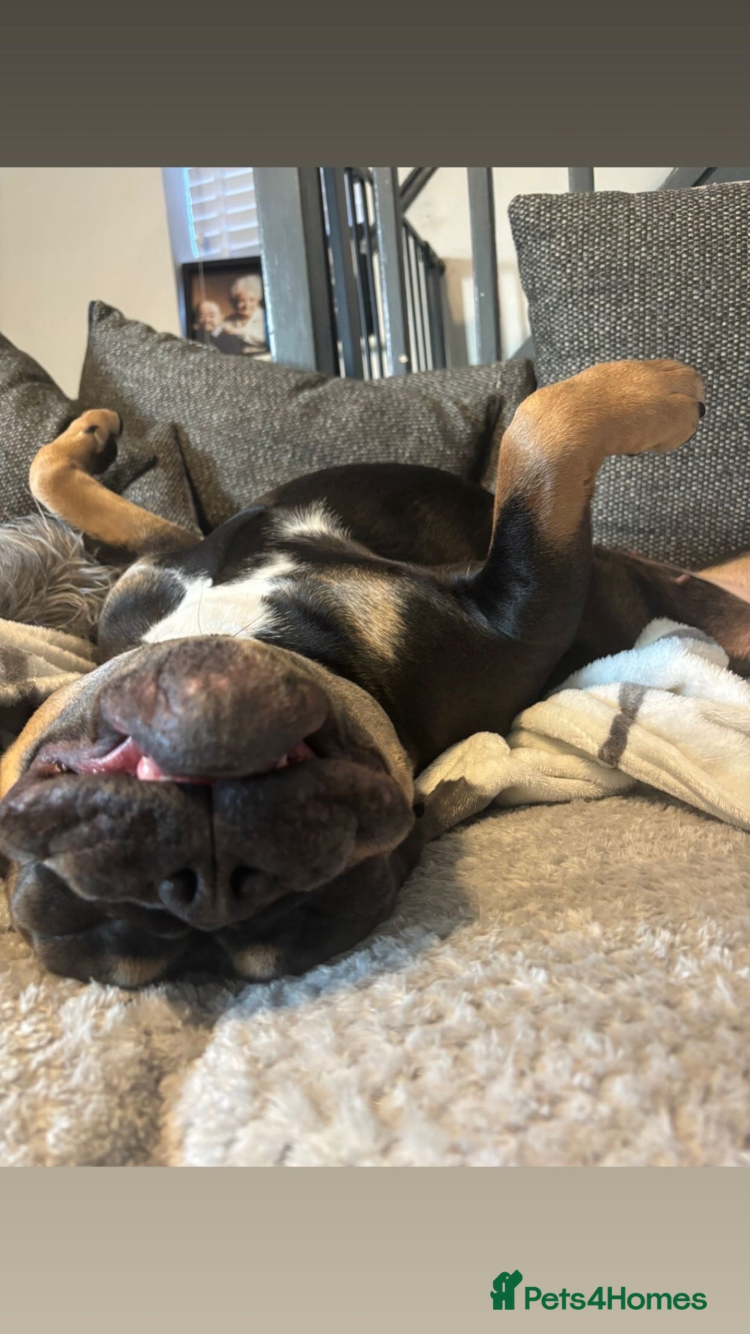 Olde English Bulldogge dogs for sale: Dolly - Advert 11