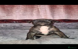 Staffordshire Bull Terrier dogs for sale: READY 7TH NOVEMBER ⭐️ 🐶 2 left ⭐️ staff pups  - Image 25