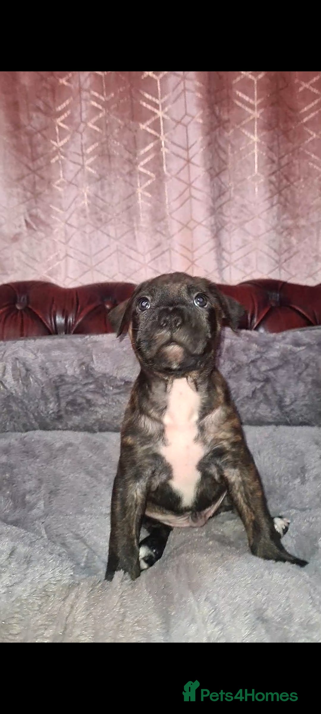 Staffordshire Bull Terrier dogs for sale: READY 7TH NOVEMBER ⭐️ 🐶 2 left ⭐️ staff pups  - Image 25