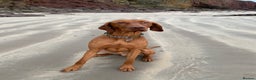 Hungarian Vizsla dogs for stud: Proven KC Registered Hungarian Vizsla in Reading - Advert 11