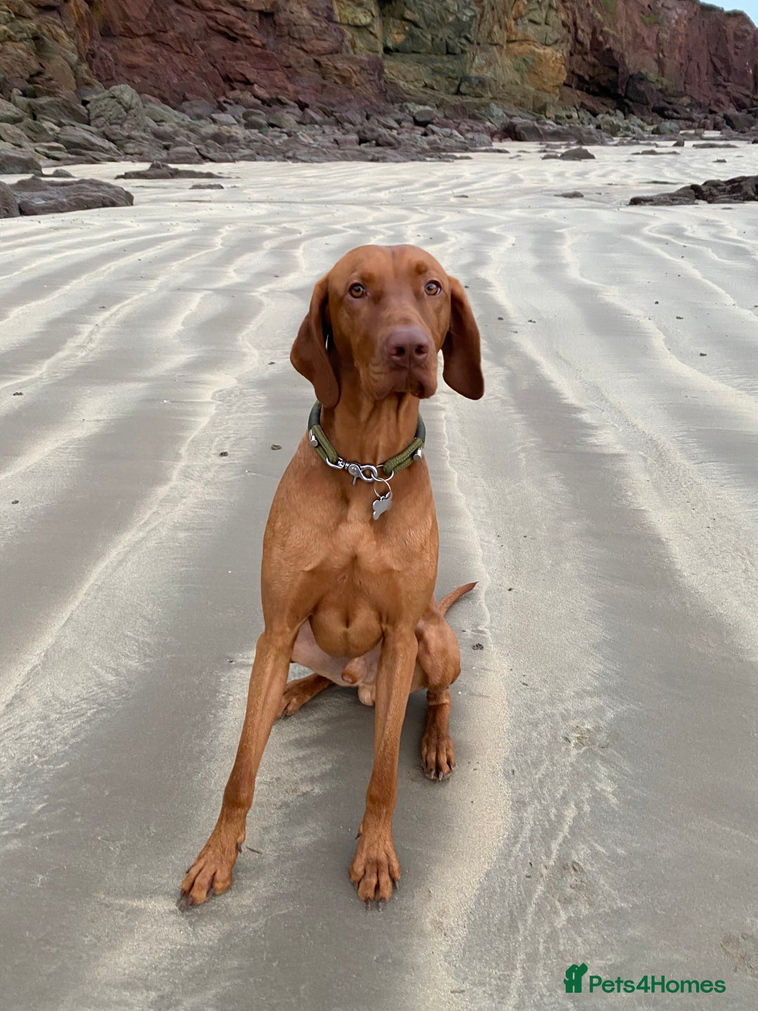 Hungarian Vizsla dogs for stud: Proven KC Registered Hungarian Vizsla in Reading - Advert 11