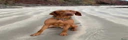 Hungarian Vizsla dogs for stud: Proven KC Registered Hungarian Vizsla in Reading - Advert 11