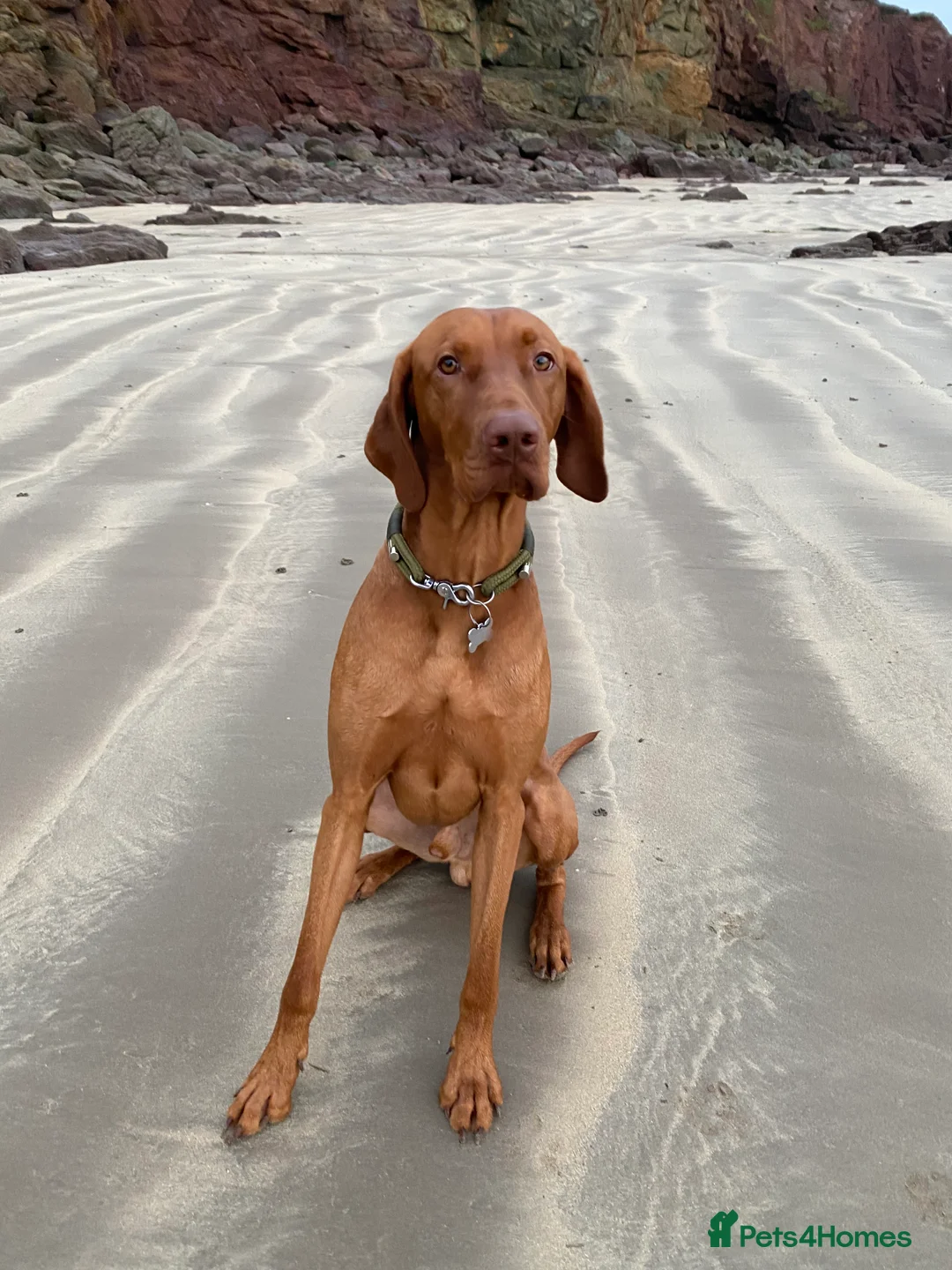 Hungarian Vizsla dogs for stud: Proven KC Registered Hungarian Vizsla in Reading - Advert 11