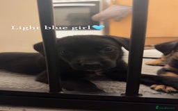 Mixed Breed dogs for sale: German Shepherd Mix Puppies - Image 2