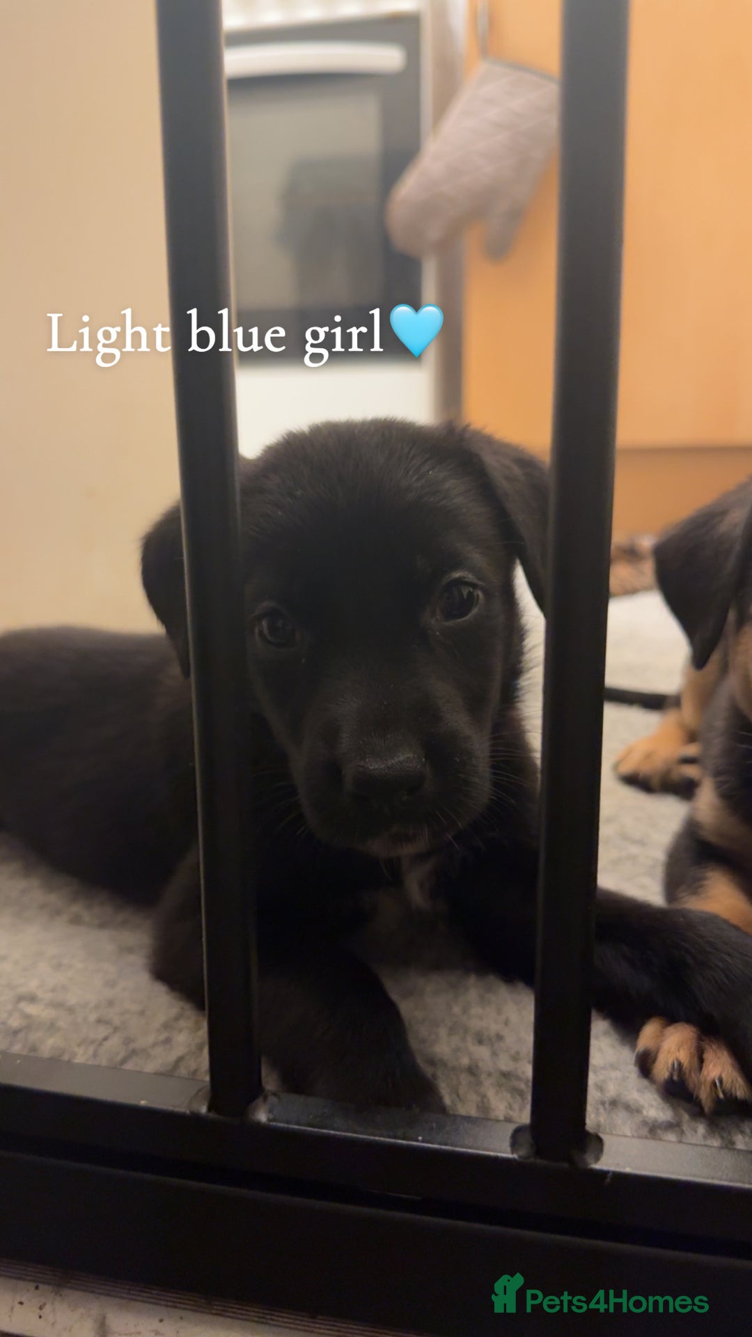 Mixed Breed dogs for sale: German Shepherd Mix Puppies - Image 2