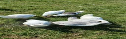 Geese poultry for sale: Stunning Lavender Goslings  - Advert 2