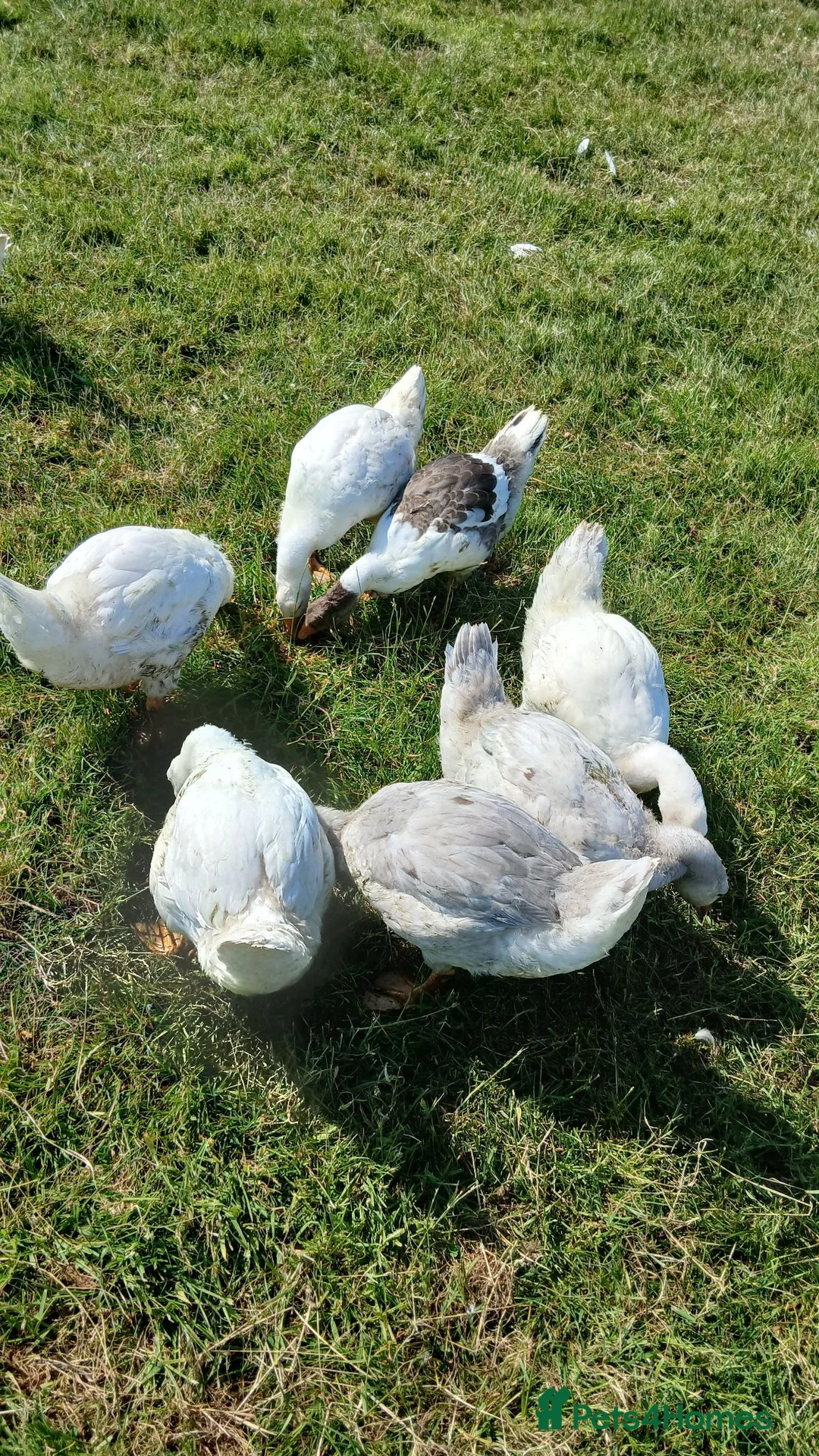 Geese poultry for sale: Stunning Lavender Goslings  - Advert 2