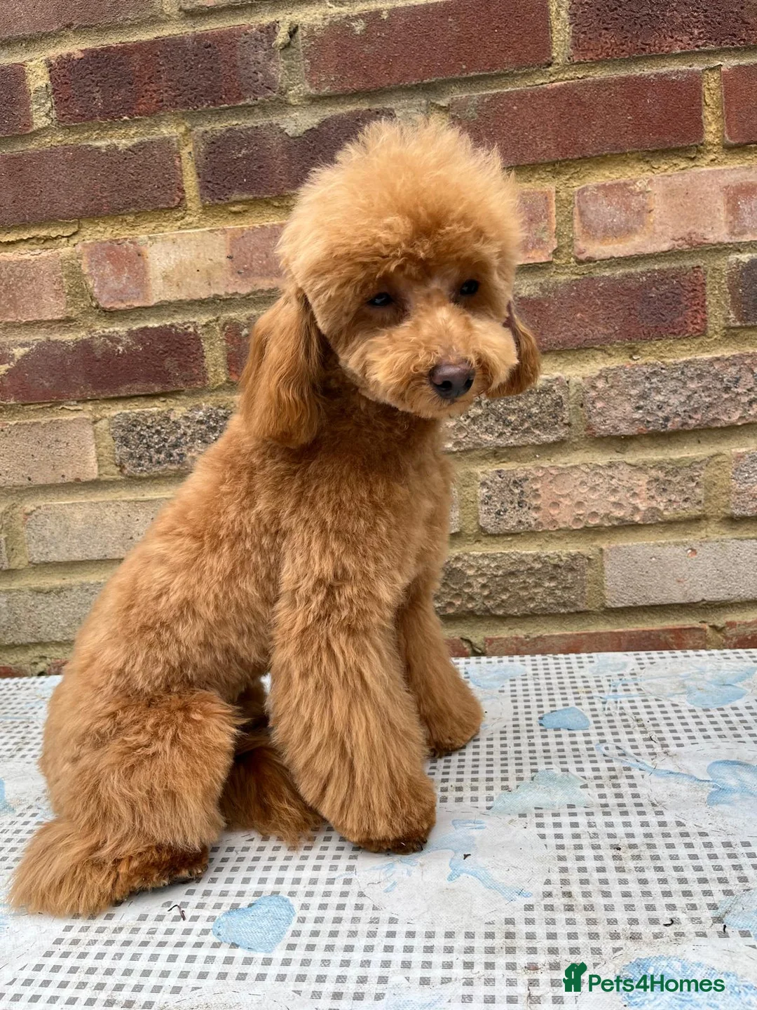 Toy Poodle dogs for sale: 🧸Beautiful toy/asian poodle puppies 🧸  - Advert 2