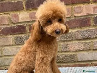 Toy Poodle dogs 🧸Beautiful toy/asian poodle puppies 🧸 - Advert 10