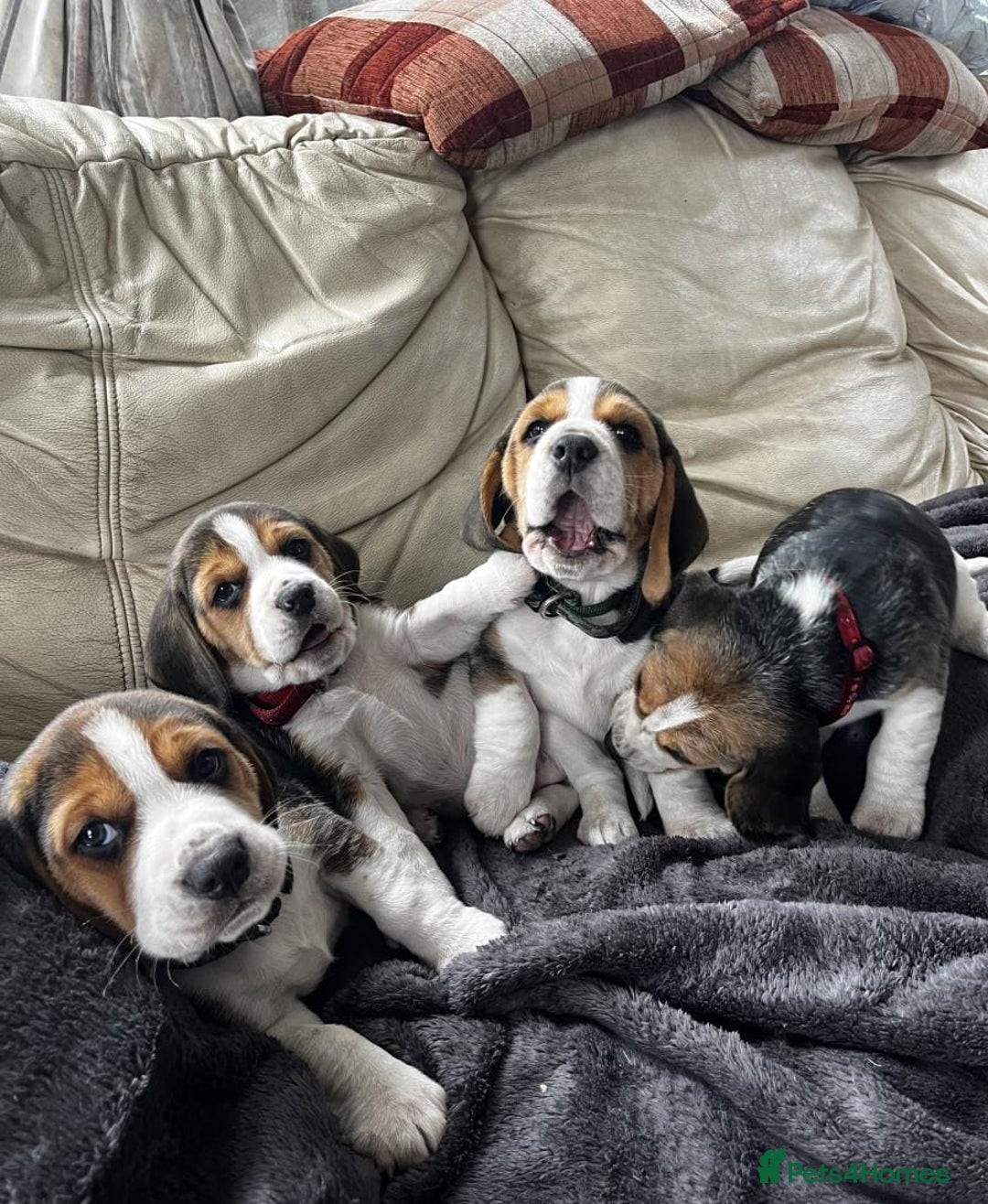 Beagle dogs for sale: Tri colour beagle puppies - Advert 3