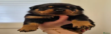 Rottweiler 6