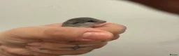 Mouse rodents for sale: Only 2 African Pygmy door mice left - Advert 3