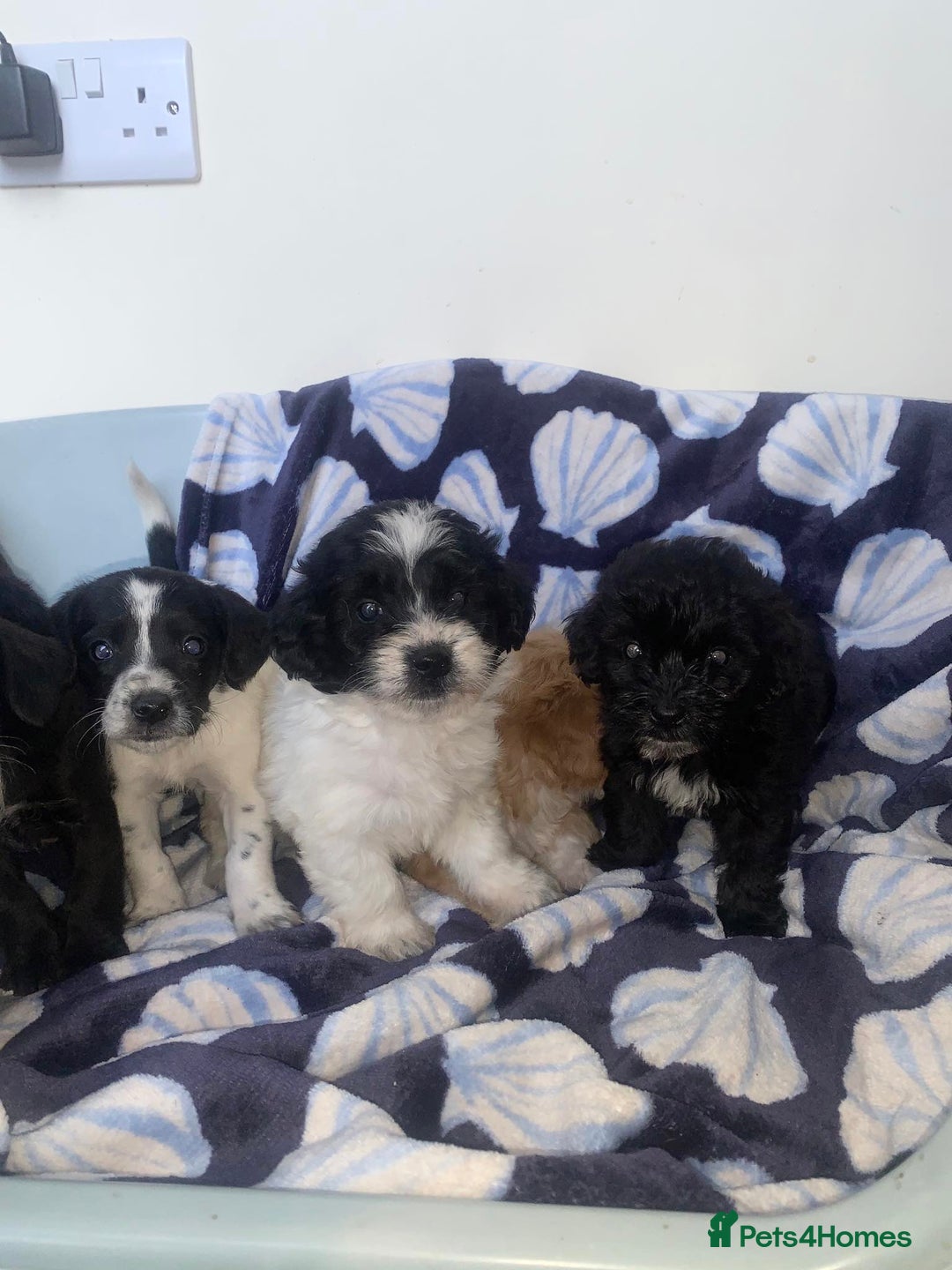 Cockapoo dogs for sale: Cockerpoo puppies ready to leave  - Image 4