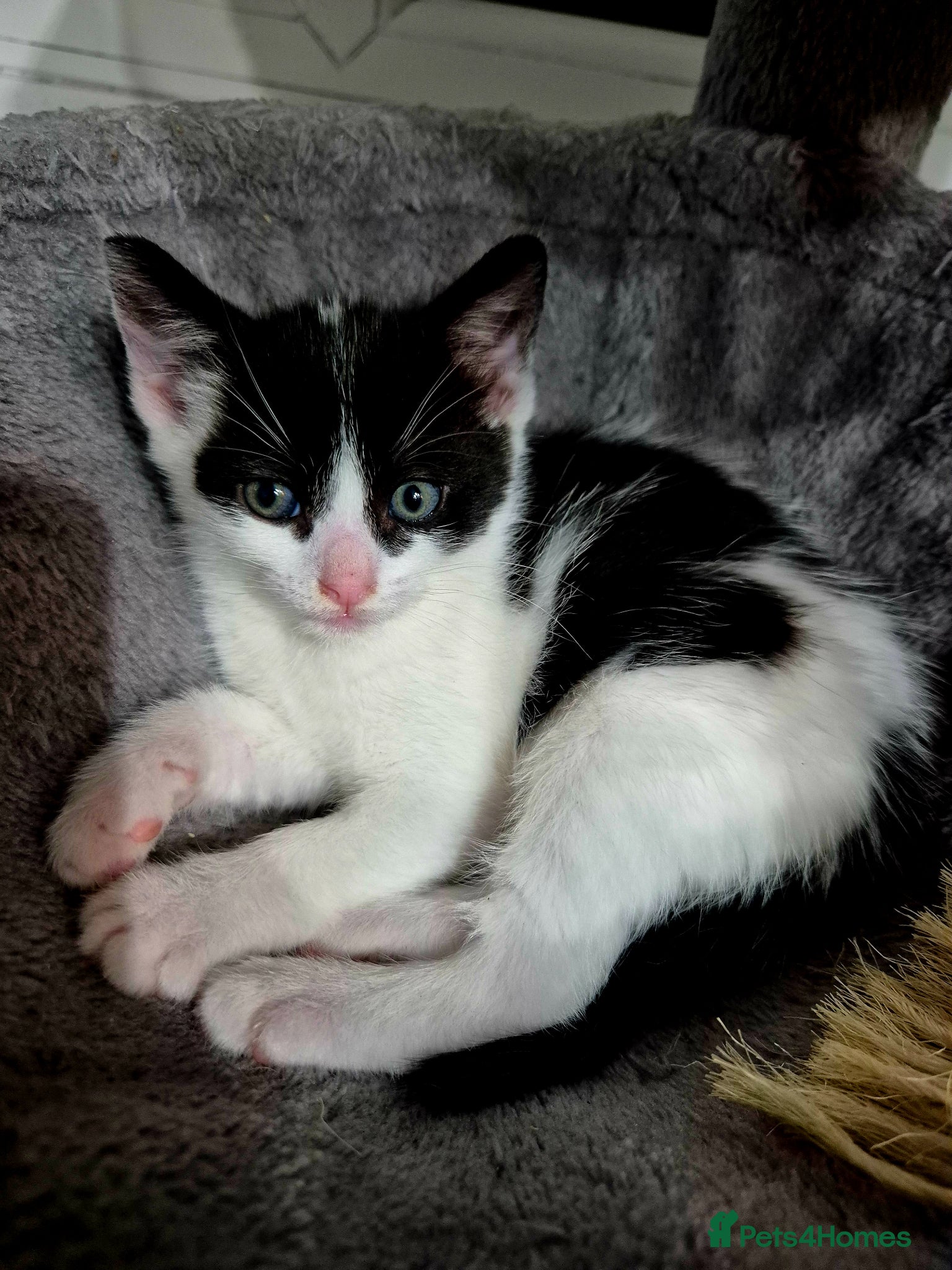 Mixed Breed cats Cute little kittens 😻😻😻 - Advert 20