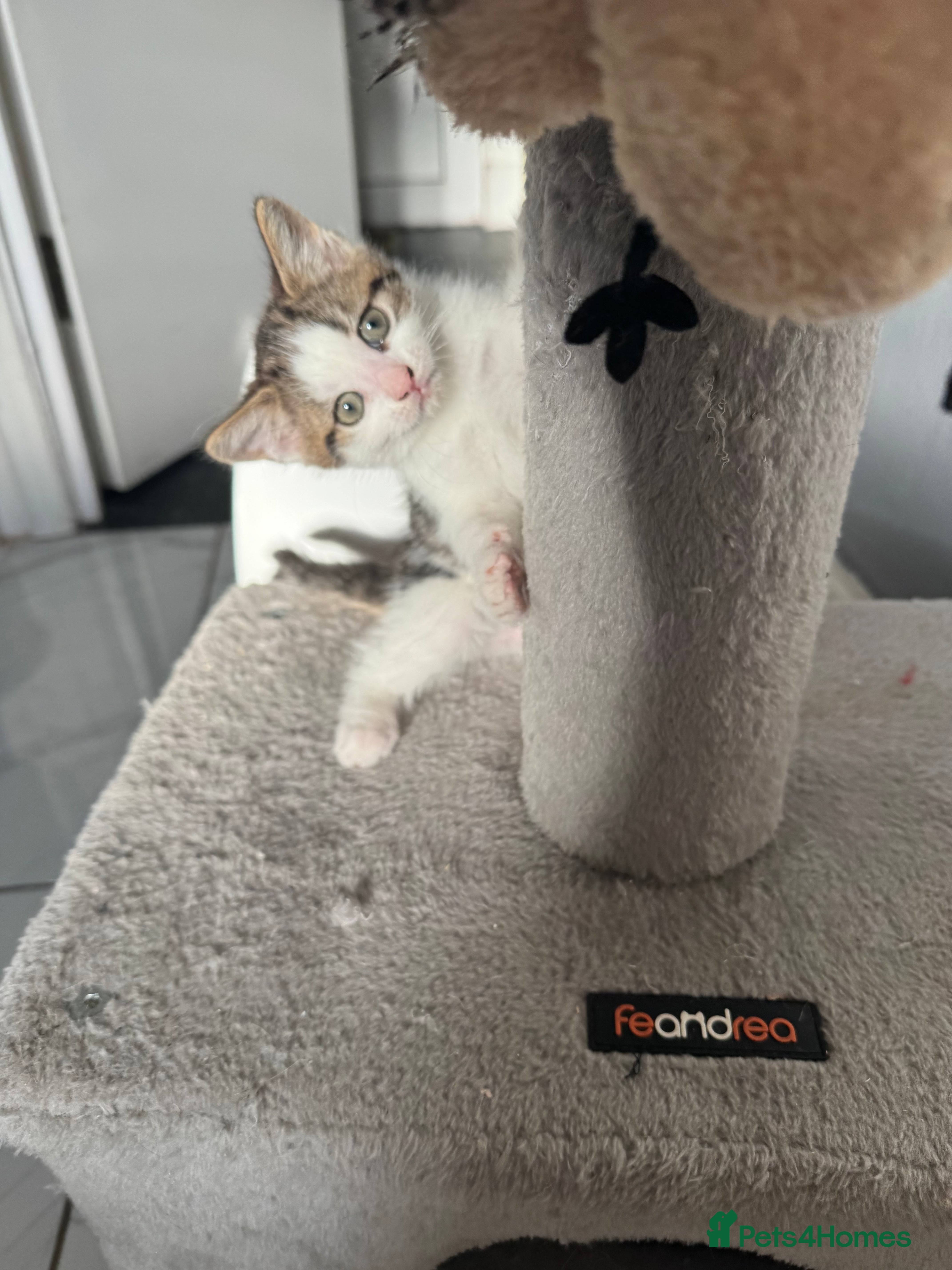 British Shorthair cats Last kitten  - Advert 7