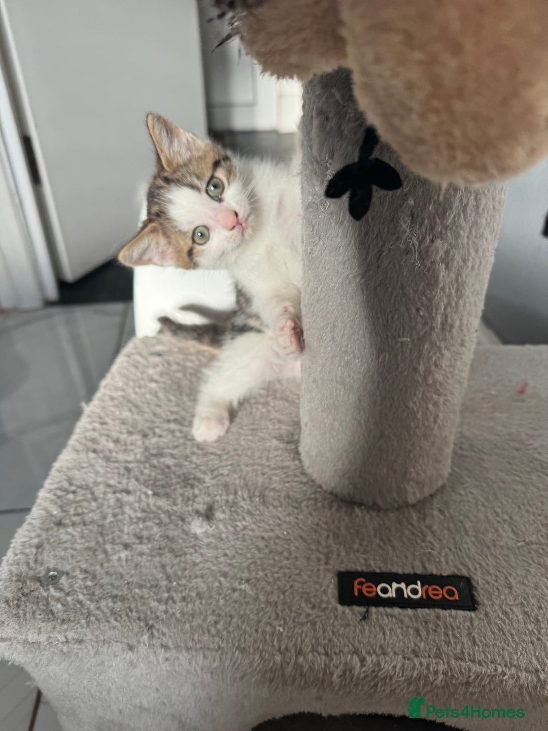 British Shorthair cats for sale: Last kitten  - Advert 1