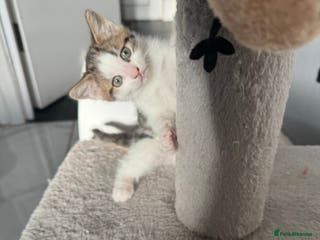 British Shorthair cats Last kitten - Advert 14