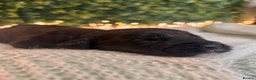 Sprocker dogs for sale: 5 * Breeder Health-Tested F1b Sprocker Puppies - Advert 25