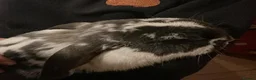 Mixed Breed rabbits for sale: Two bonded male and female rabbits - Advert 4