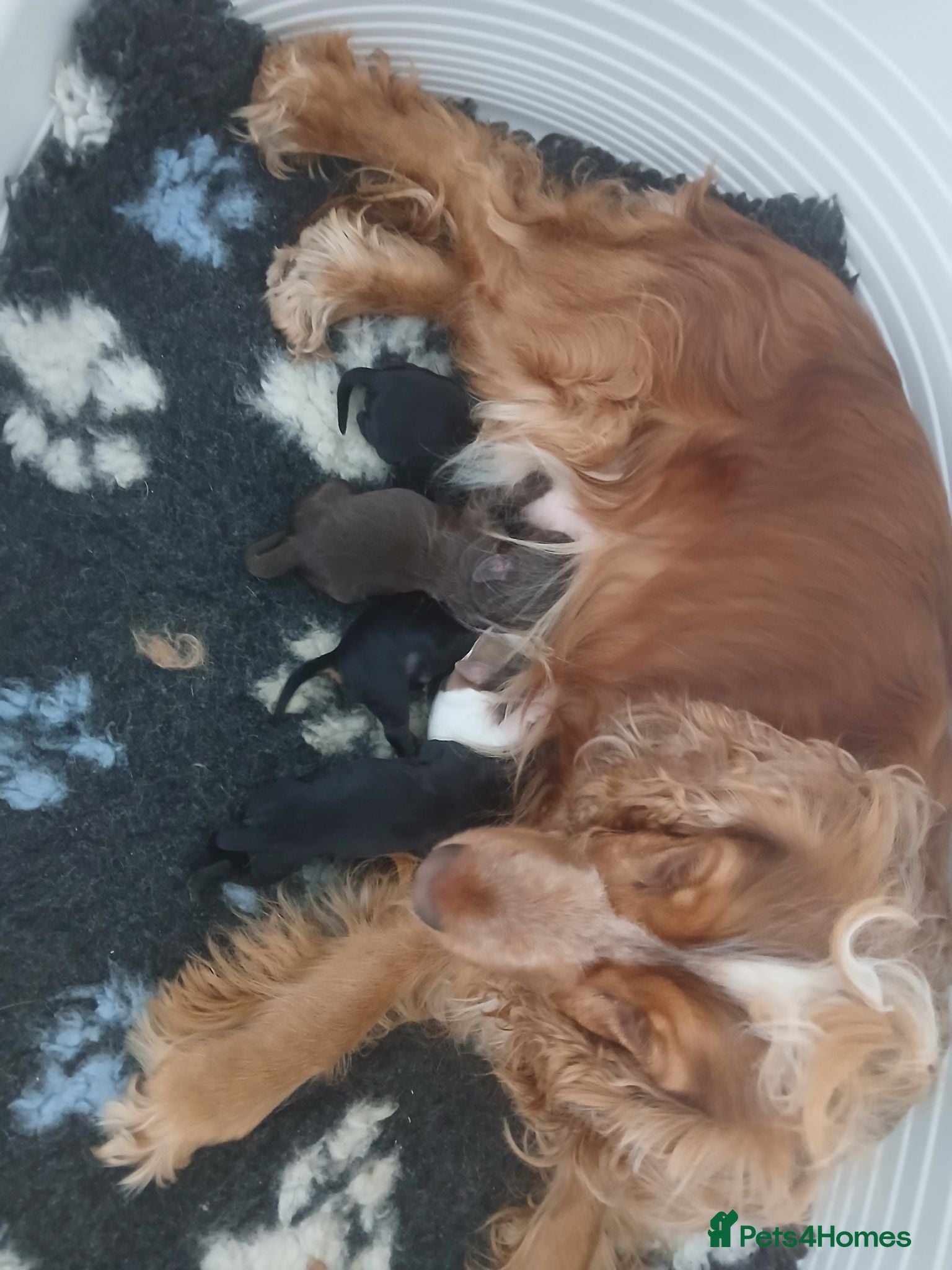 Cockapoo dogs Beautiful healthy F1 Cockapoo puppies - Advert 8