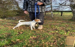 Parson Russell dogs for sale: 3 Male Parson Jack Russell’s for sale  - Image 6
