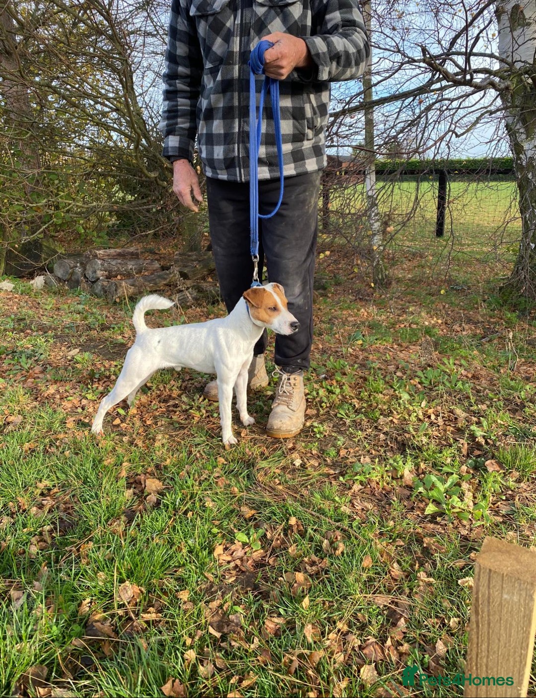 Parson Russell dogs for sale: 3 Male Parson Jack Russell’s for sale  - Image 6