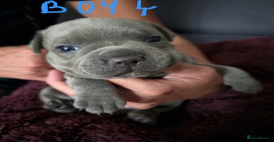 Staffordshire Bull Terrier dogs - Advert 10