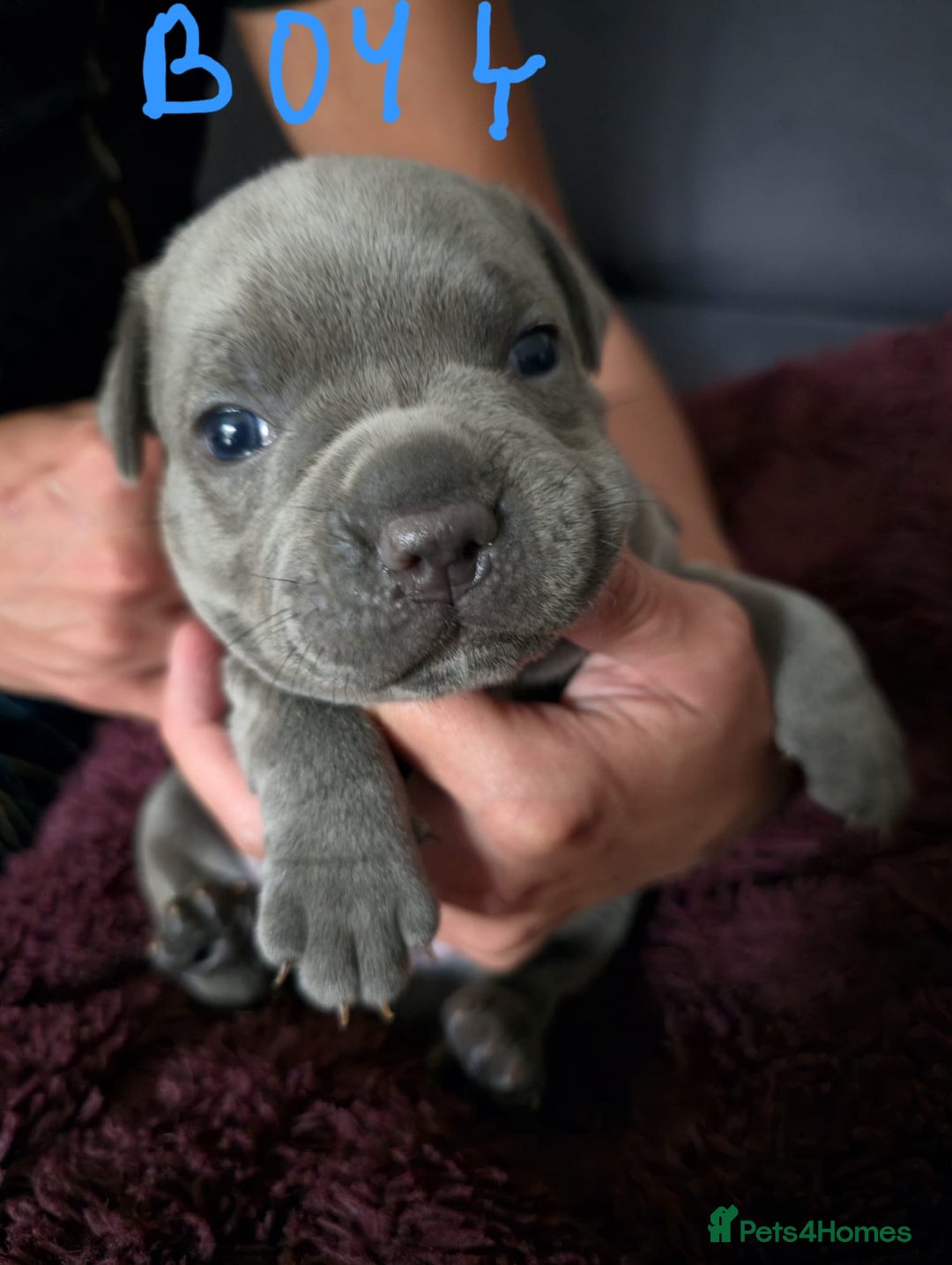 Staffordshire Bull Terrier dogs for sale: Blue Staffies Kc Registered - Image 6