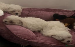 Maltese dogs for sale: Stunning Maltese pups for sale ready to go - Image 1