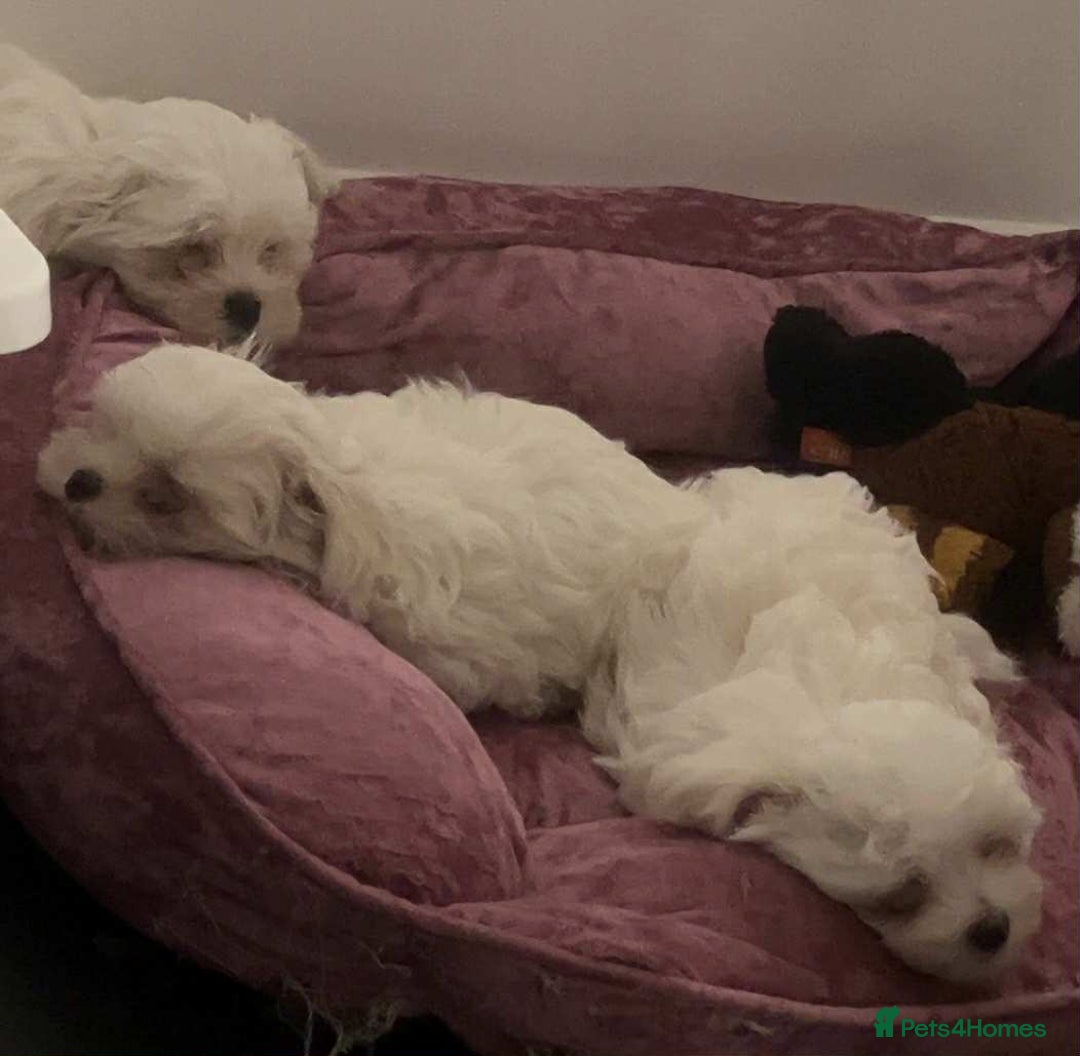 Maltese dogs for sale: Stunning Maltese pups for sale ready to go - Image 1