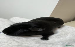 Guinea Pig rodents for sale: 3 Male Guinea Pigs - Image 2