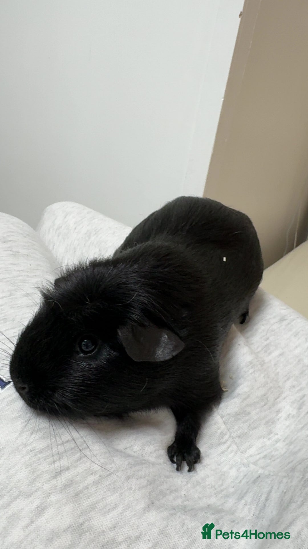 Guinea Pig rodents for sale: 3 Male Guinea Pigs - Image 2