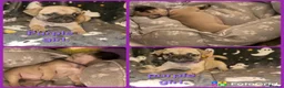 Frug dogs for sale: Beautiful frug puppies (5girls & 4boys) - Advert 8