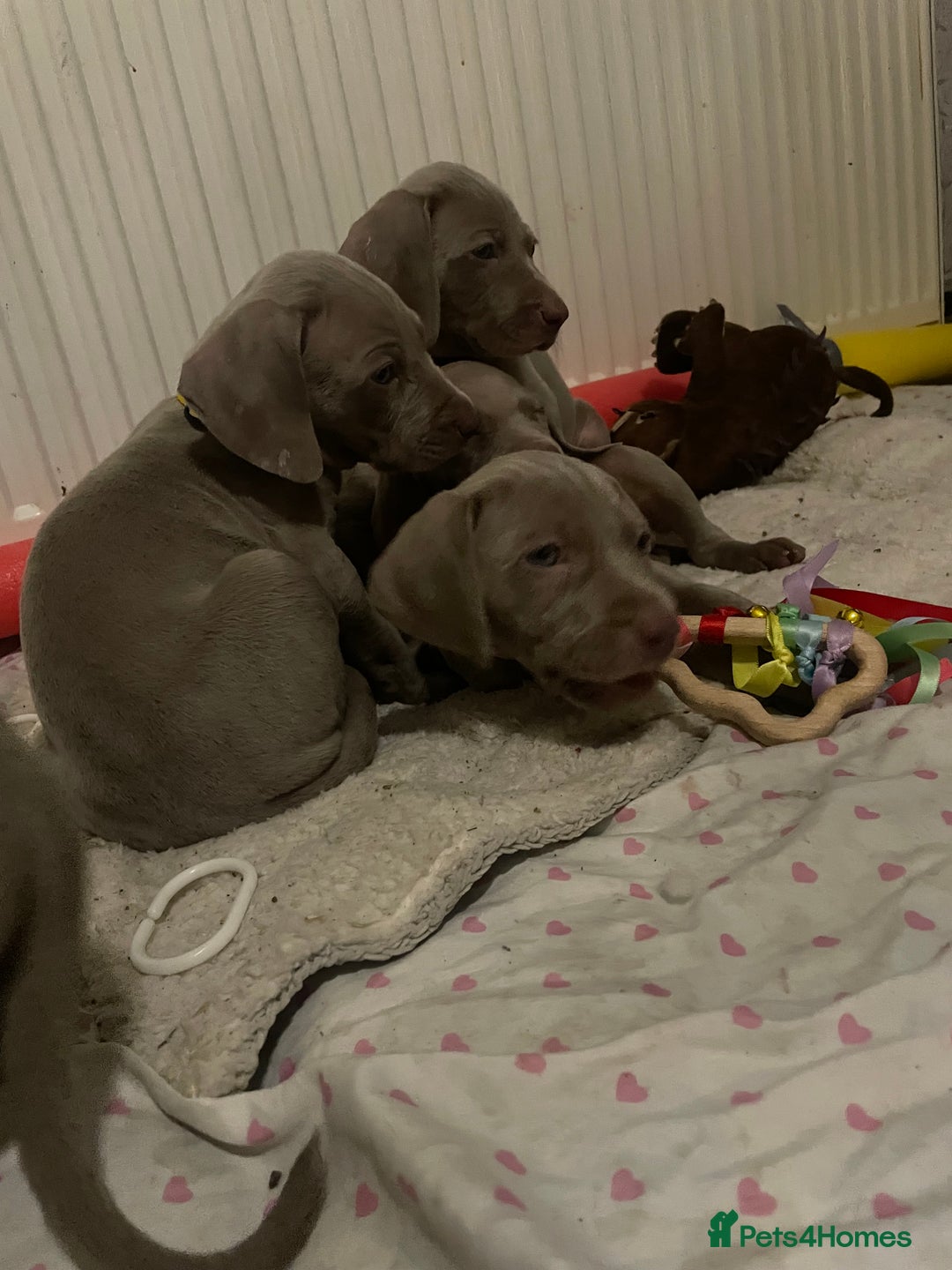 Weimaraner dogs for sale: KC registered Silver puppies - Advert 8