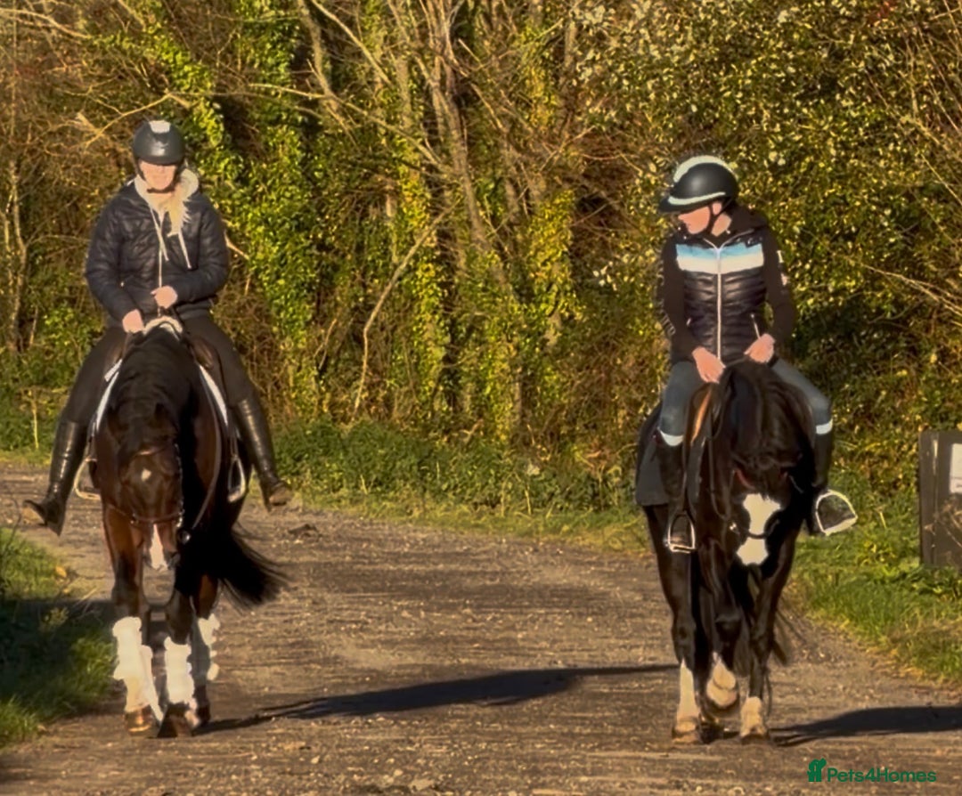 English Thoroughbred horses for sale: Smart Project  - Advert 10