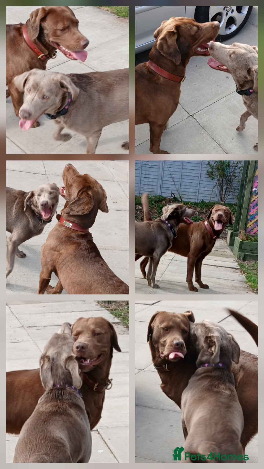 Labrador Retriever dogs for sale: Champain/chocolate puppys - Image 8