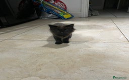 Mixed Breed cats for sale: Russian blu mix  - Image 11