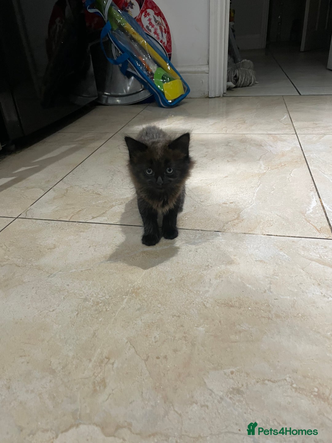 Mixed Breed cats for sale: Russian blu mix  - Image 11