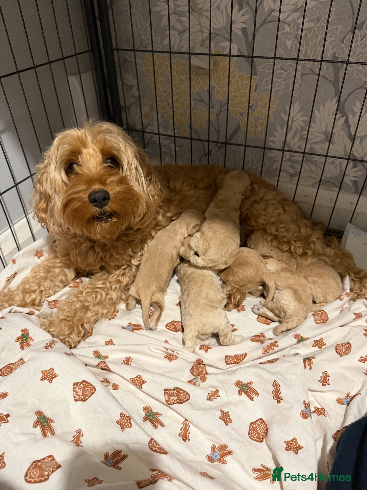 Mixed Breed dogs Puppies for sale  - Advert 3