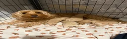 Mixed Breed dogs for sale: Puppies for sale  in Gainsborough - Advert 1