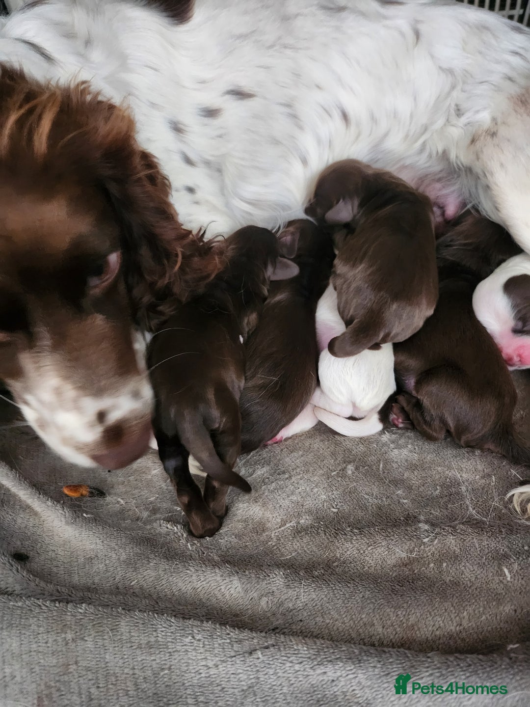 Cocker Spaniel dogs for sale: 7 pups for sale - Image 1