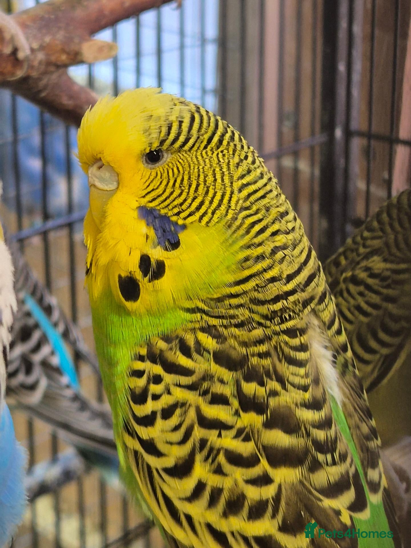Budgerigars birds Hens for breeders - Advert 1